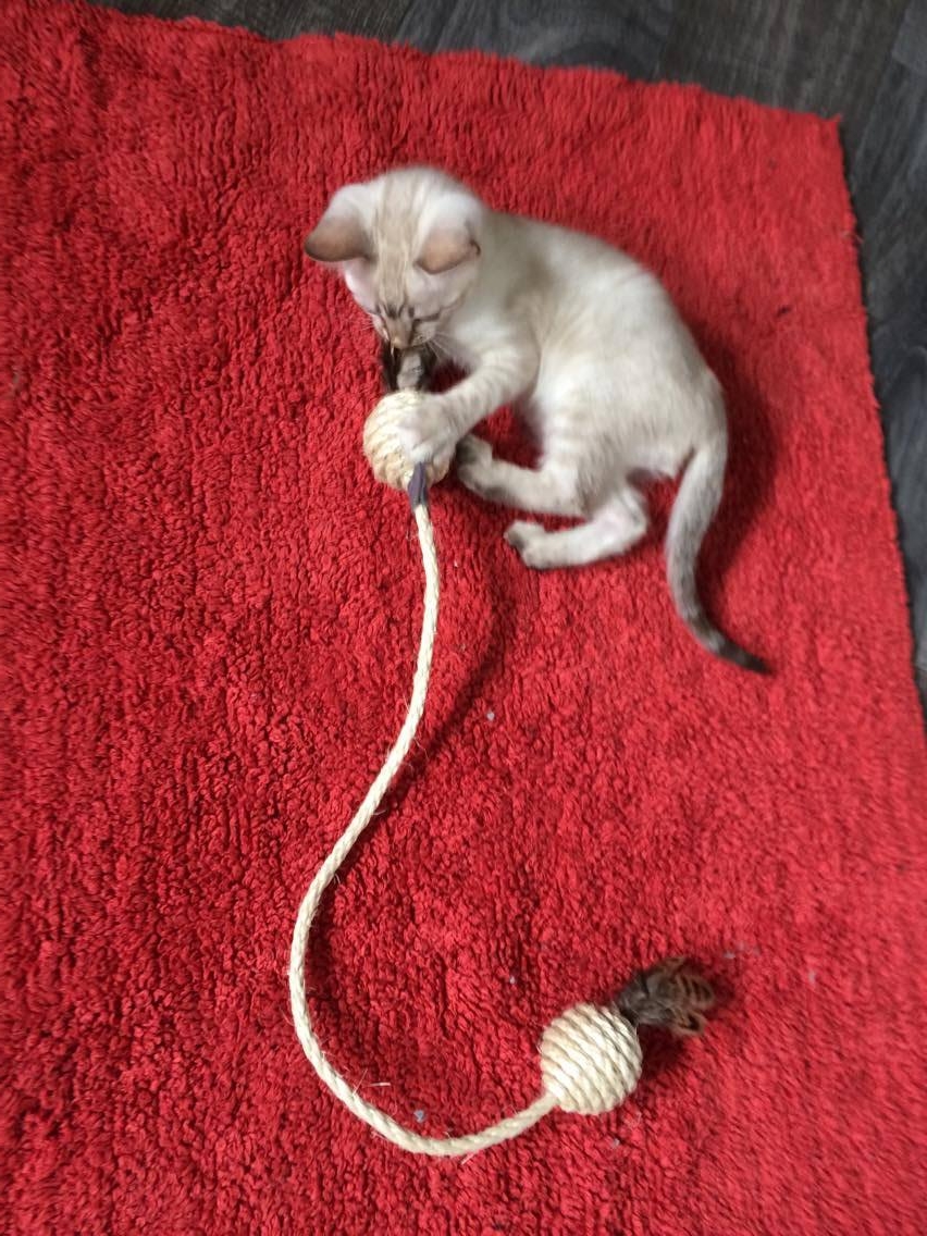 Auch ein 2. Kitten könnte am anderen Ende spielen.