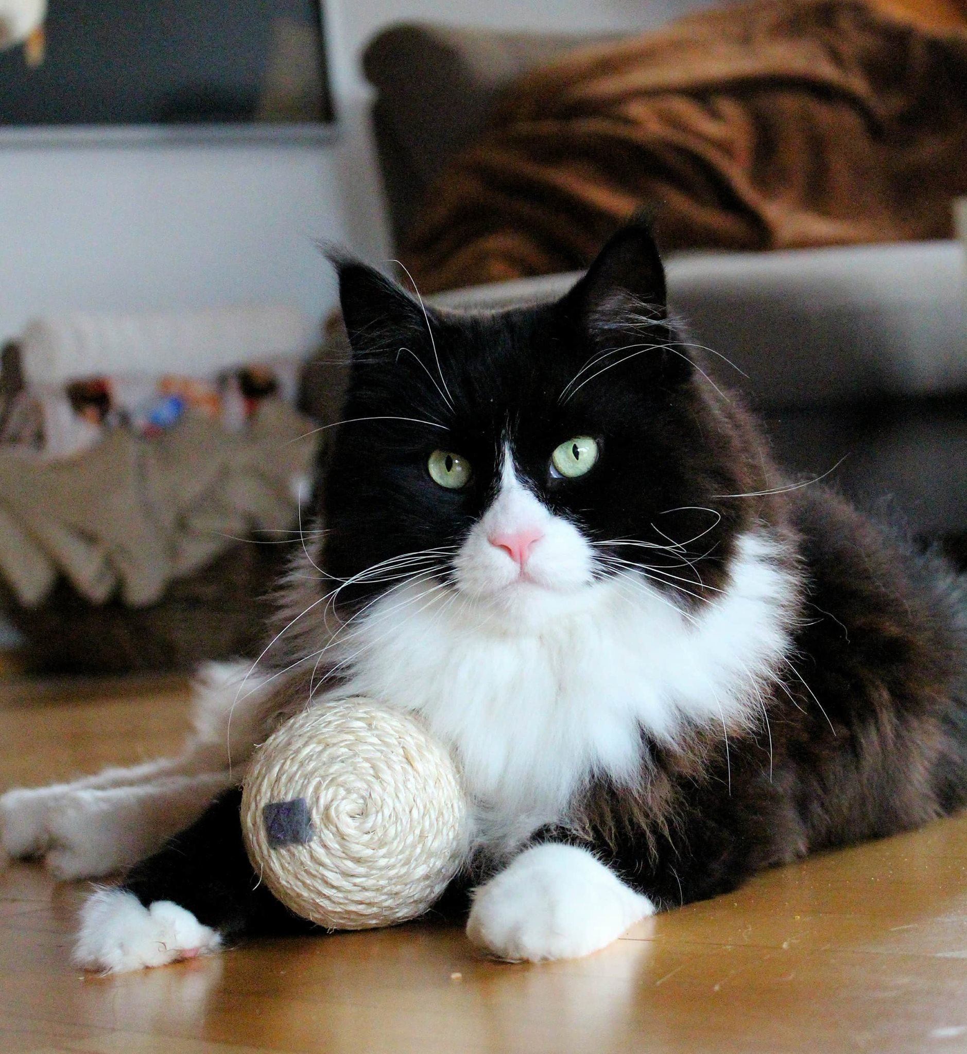 Ich pose auch richtig schön für Dich, Frauchen.