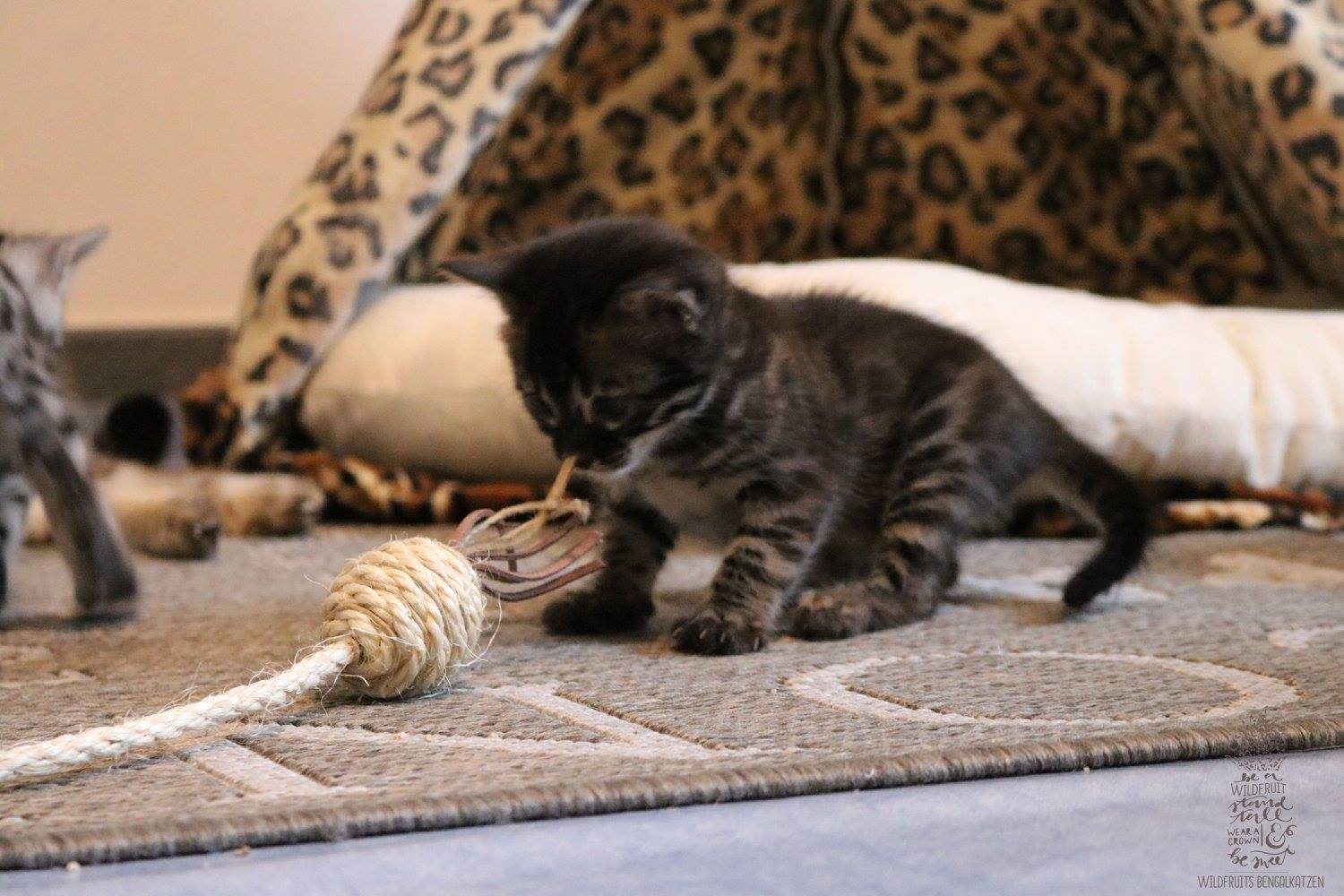 Banana mit der Kitten-Angel.