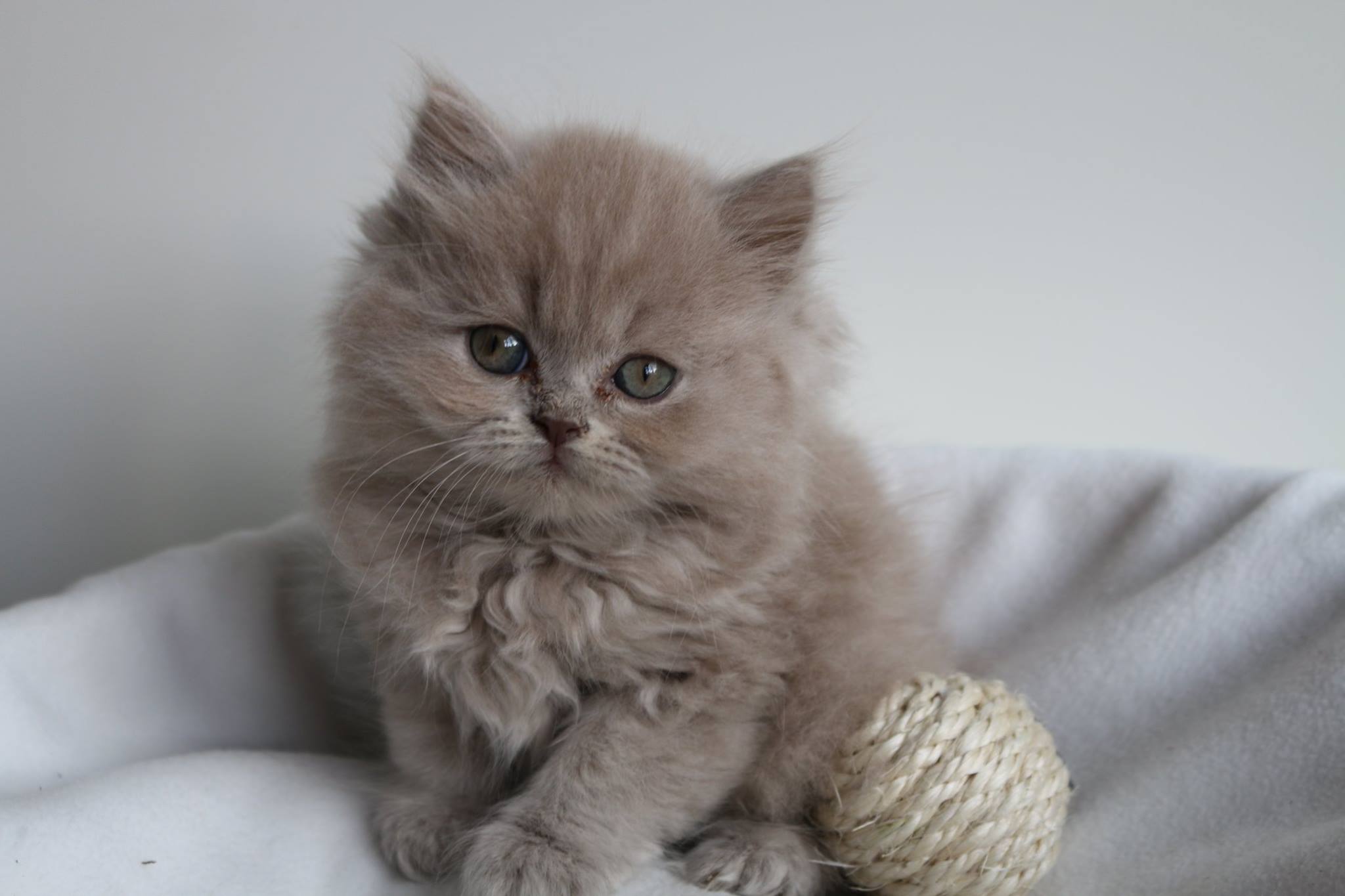 "Ich möchte BIIIIIIIIIIITTE den Ball haben."