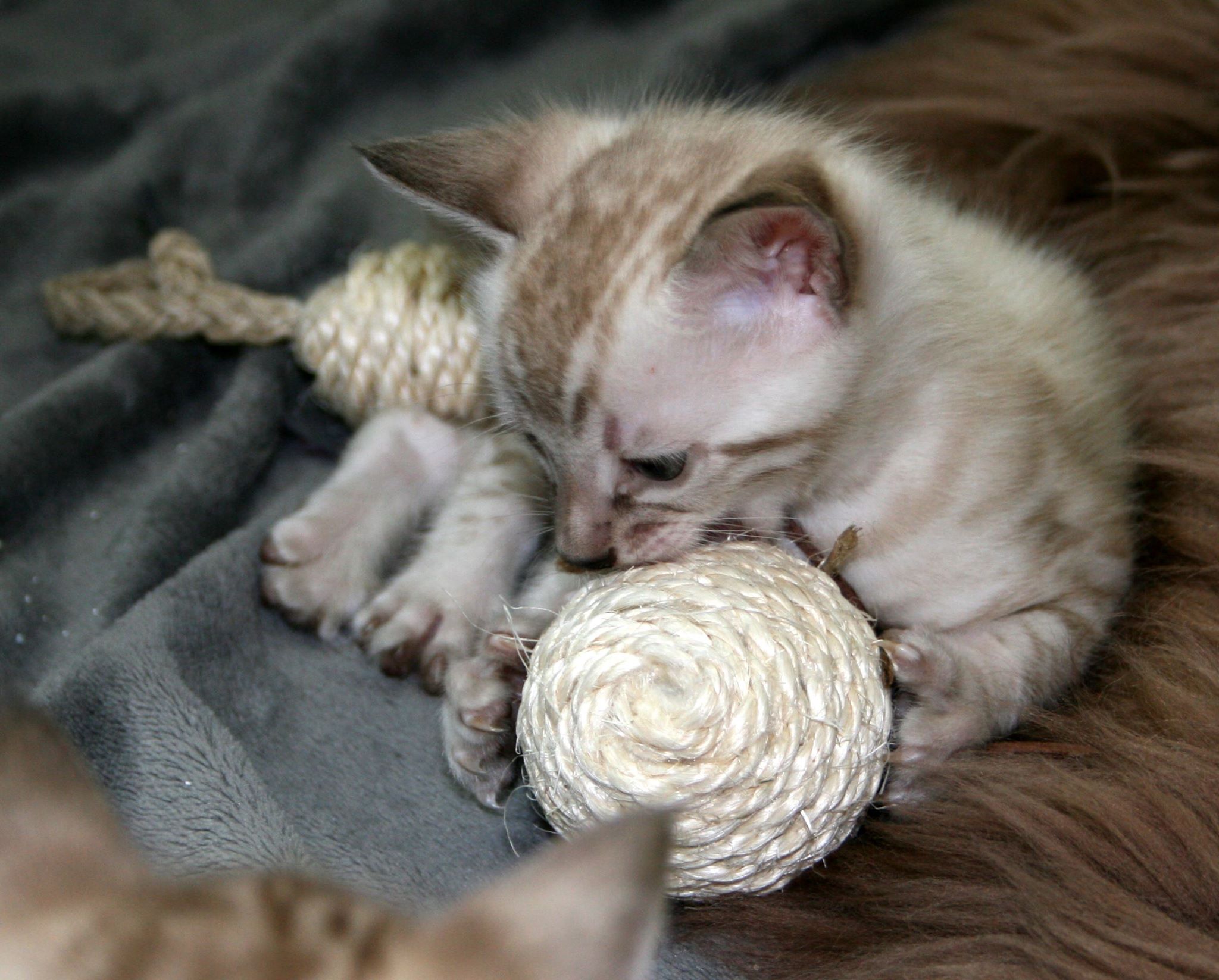 " Die Ledermaus ist aber auch so toll!"