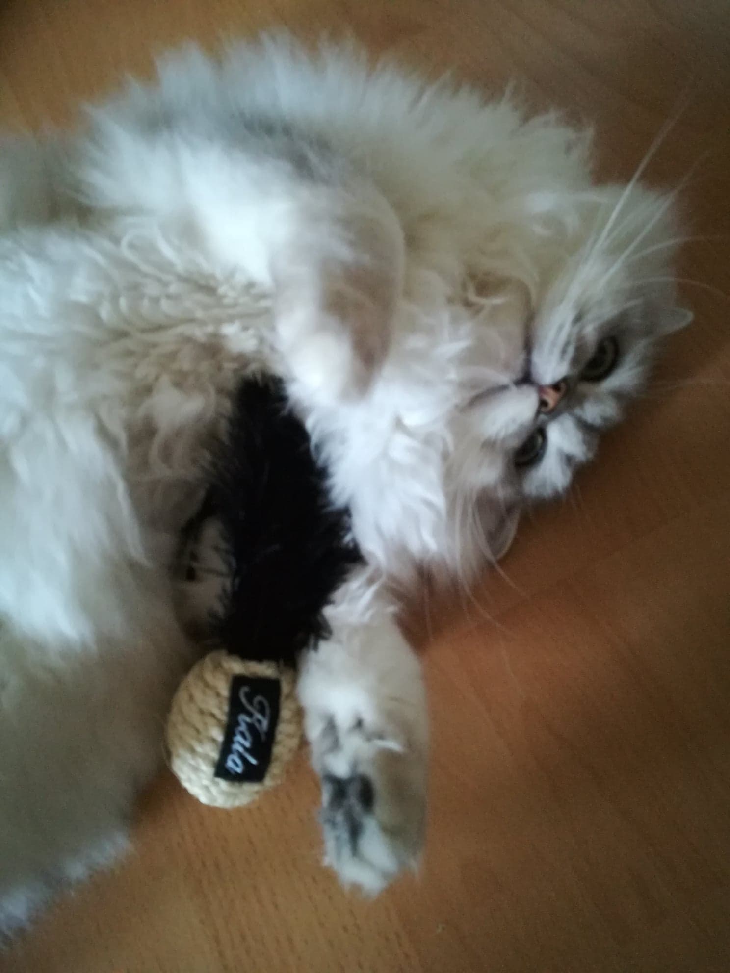 "Ich bin dein Flauschmodel."