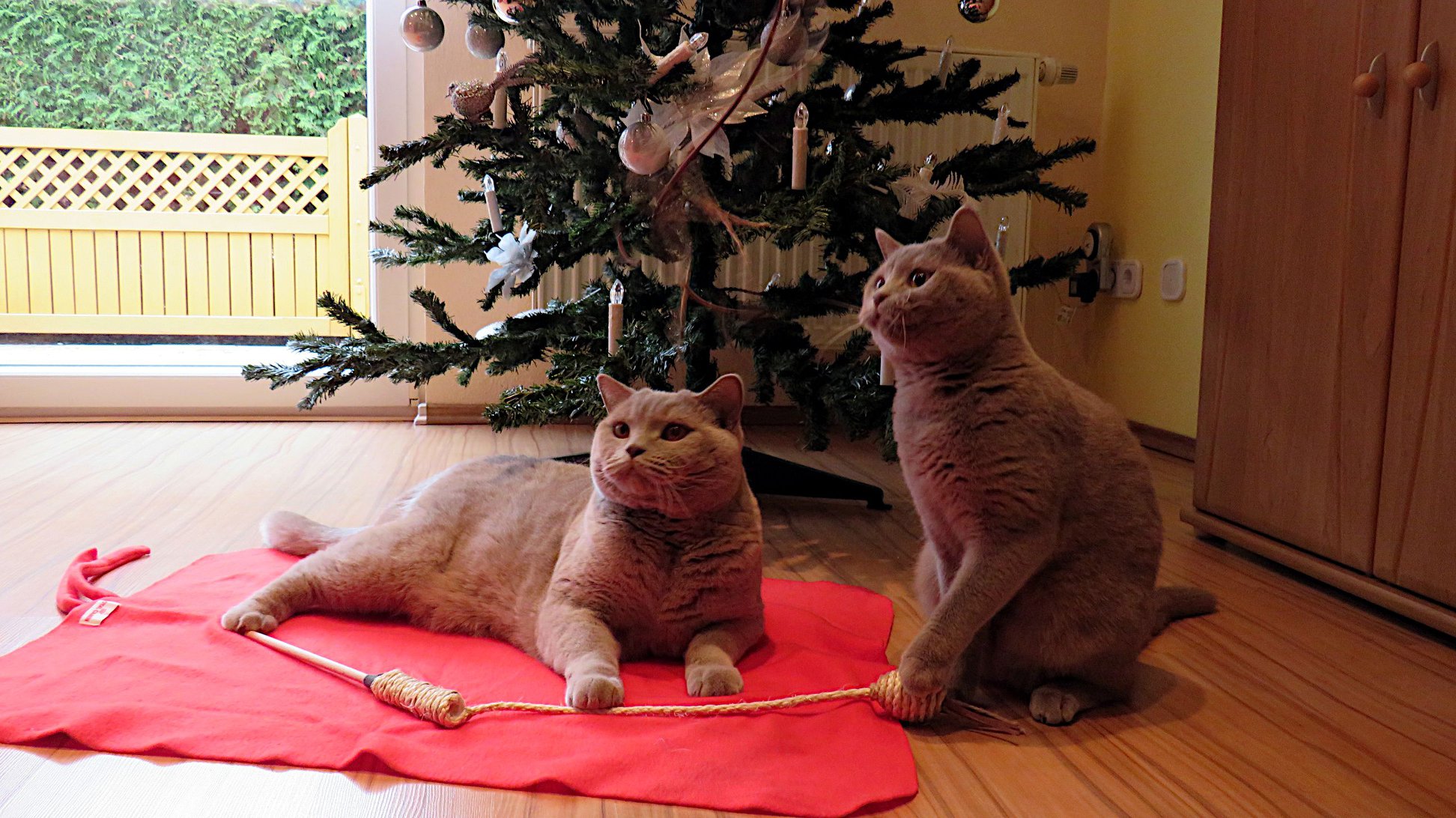 "Danke für die tollen Geschenke, Frauchen."