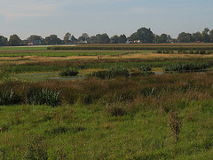 Feuchtgebiet bei Siersdorf (Foto: Wolfgang Voigt)