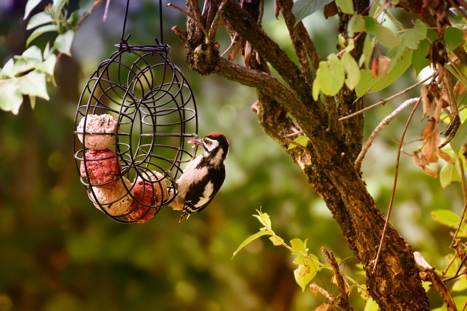 Vogel Futterhaus oder Futterstation oder sollte ich doch nicht füttern?