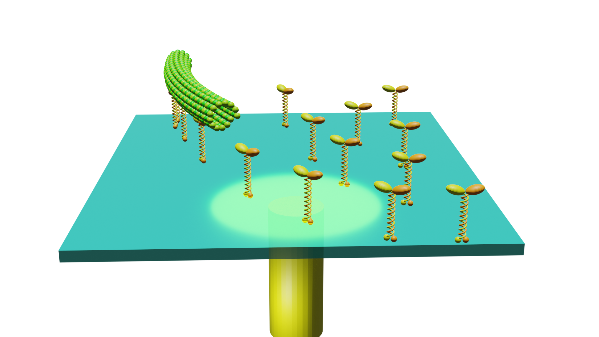 分子モーターの運動制御