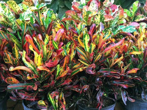 Codiaeum variegatum (Mammy croton)
