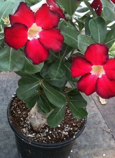 Adenium obesum (Desert rose -red)