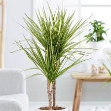Dracaena marginata (Sunray tree)