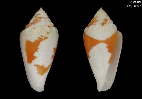 Conus Hanshassi