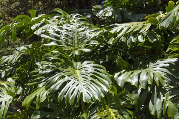 Monstera deliciosa (Cheese plant)