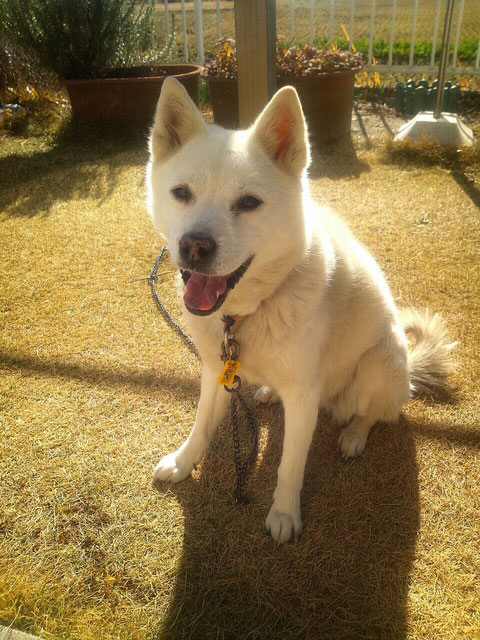 愛犬さくら 17歳のおばあちゃんです♡