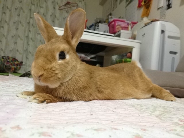 サニーちゃん♪