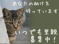 いつでも里親募集中