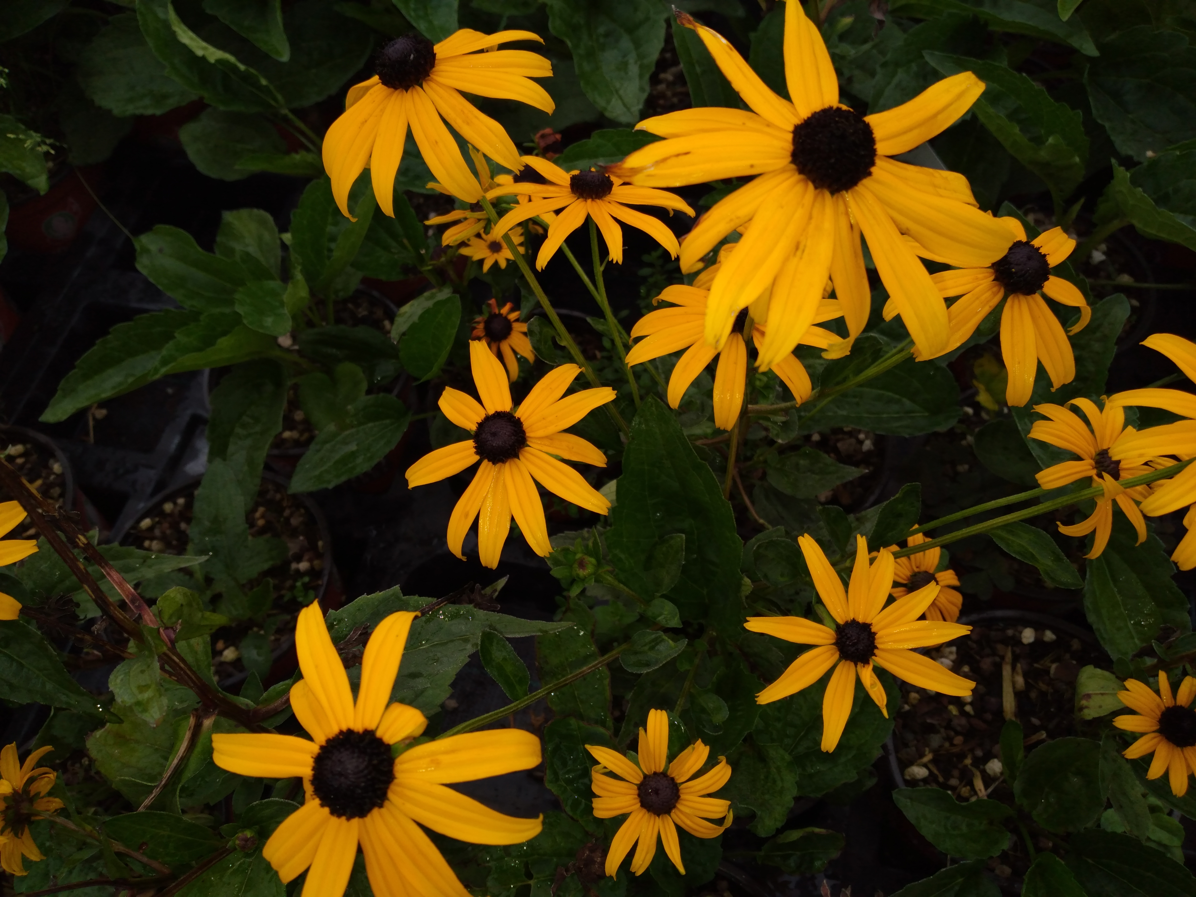 (c) Holderriedspflanzenwelt.ch