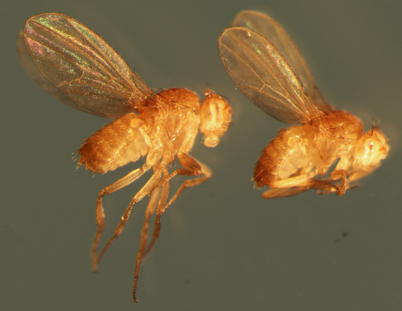 Drosophila Melanogaster eyeless
