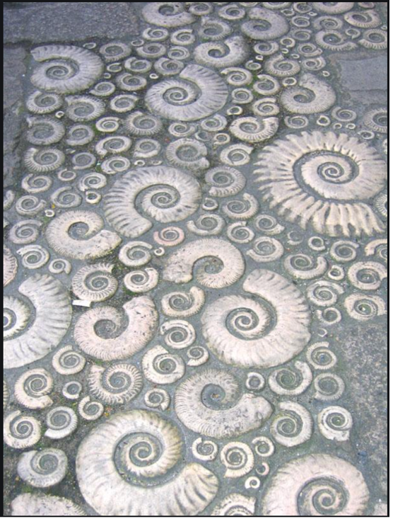 Ammonite pavement in Lyme Regis