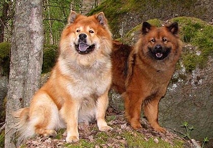 Opa JEPPE und Oma LOVA (Foto: Kennel Balder-Balder)