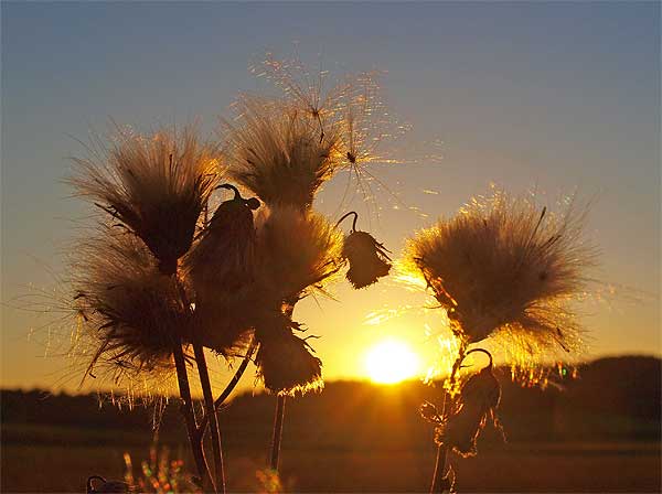 sonnenuntergang im september, im vordergrund werden disteln angestrahlt