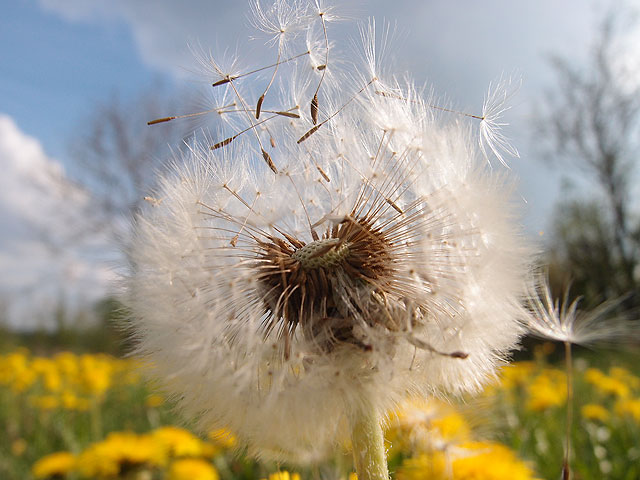 Eine Reise mit der Pusteblume.