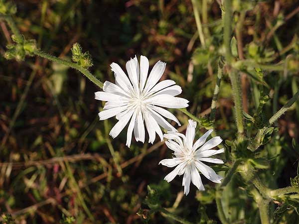 blaue wegwarte am waldrand in der Morgensonne