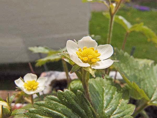 walderdbeerblüten