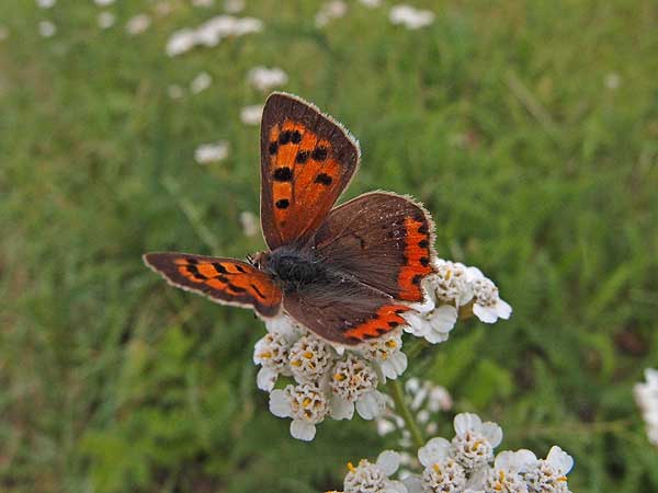 Die Raupe und der Schmetterling -