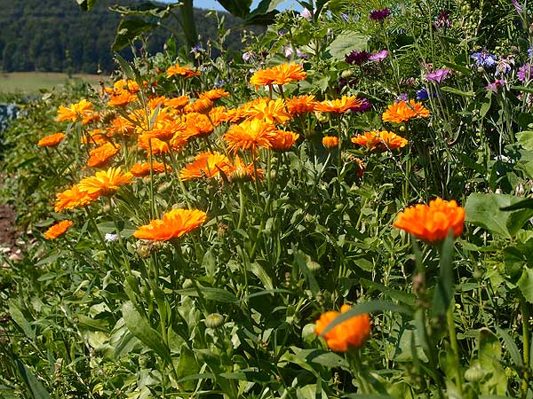 Ringelblumen vom "Krautland" ( Mundart für kleines Gartenstückchen auf einem Acker ) in Melchingen - Schwäbische Alb