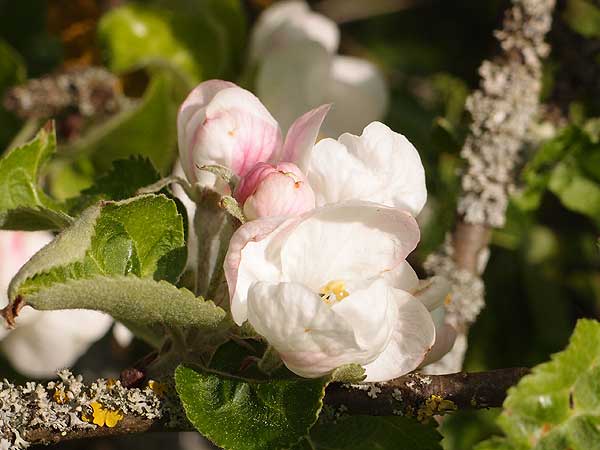 von der knospe bis zur blüte