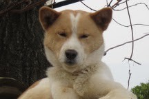 愛犬ジロー