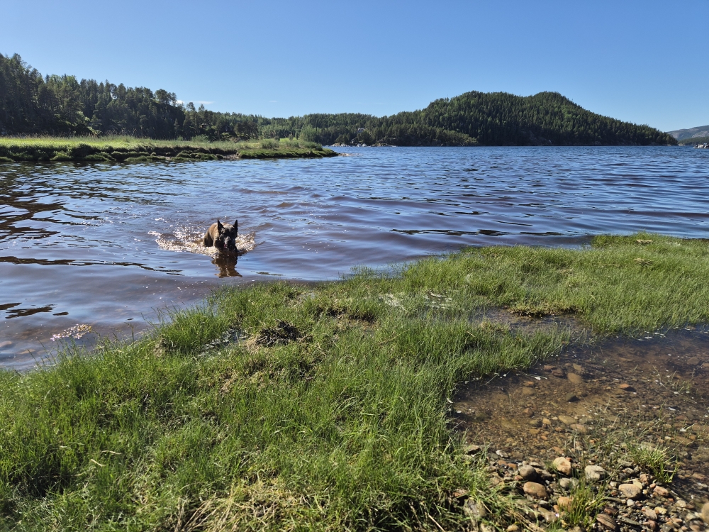 Lanuk mit Schwimmen im Fjord