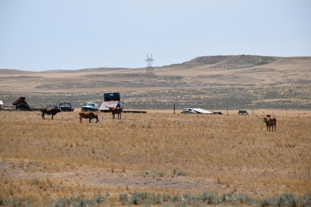 Es hat viele Texas Longhorn Cattles in dieser Menschenleeren Region
