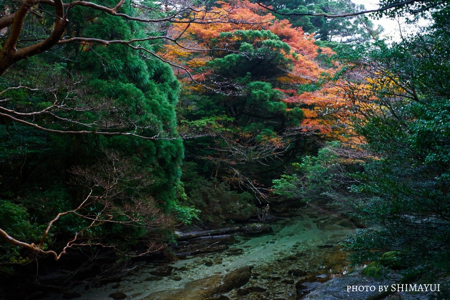 常緑の森に映える紅葉,宮之浦岳日帰りツアー,淀川,10月下旬から11月中旬