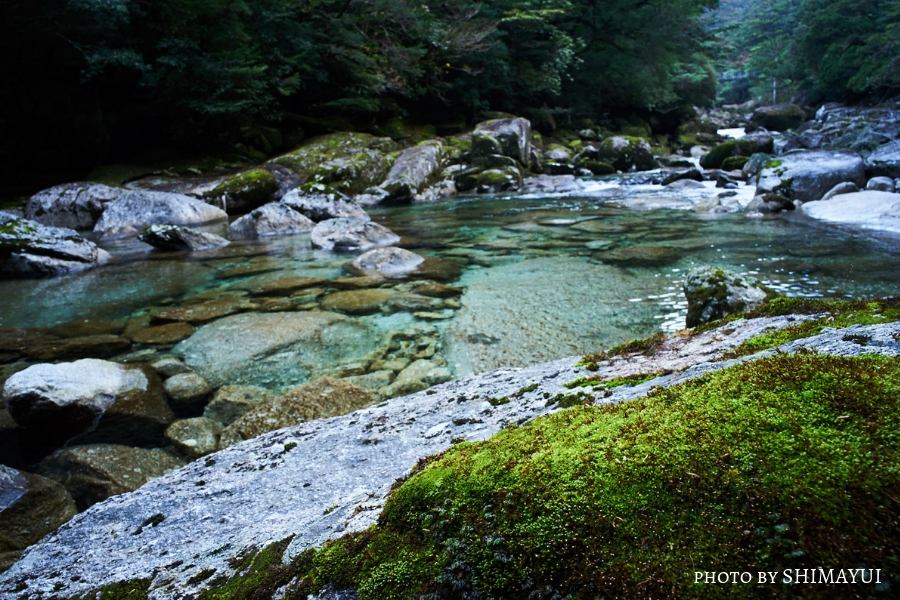 鹿児島県「森林浴の森70選」に選定されている屋久杉の森歩きができるヤクスギランド。