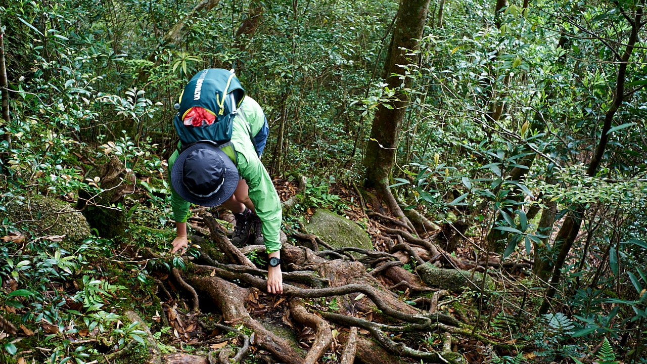 ストックは使えない、根の張る険しい登山道（モッチョム岳ガイドツアー）