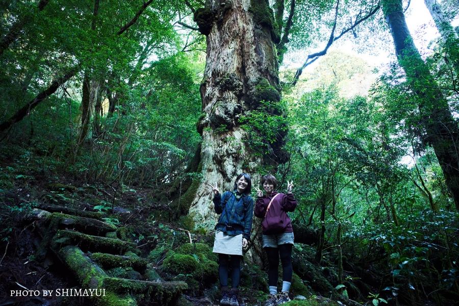 天文の森の先にある、釈迦杉（太忠岳ガイドツアーにて）