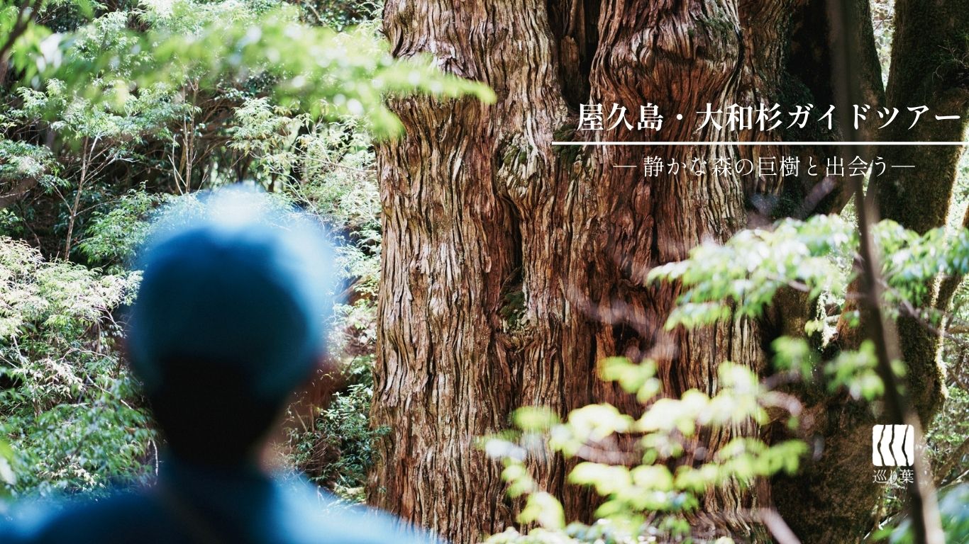 屋久島・大和杉ガイド付トレッキングツアー - 屋久島 縄文杉を深く歩く