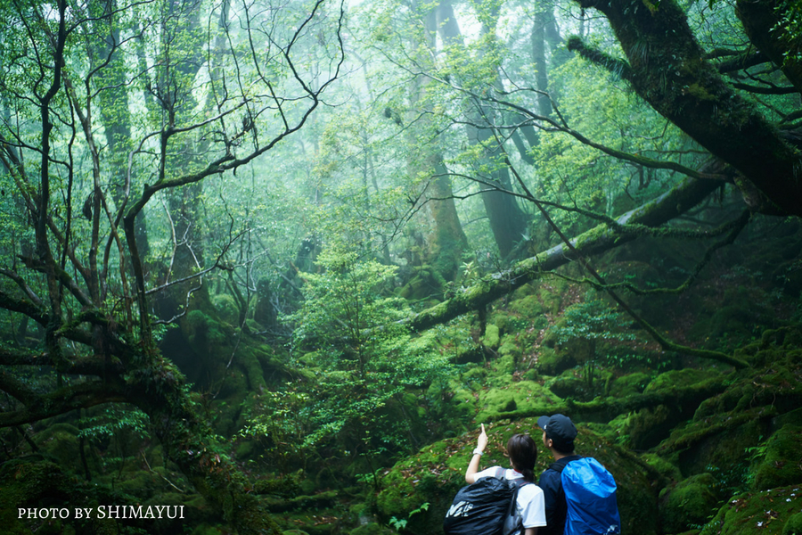 屋久島,半日ツアー,白谷雲水峡,苔むす森,ガイドツアー,カヤック,カヌー,もののけの森,屋久島3泊4日,屋久島2泊3日