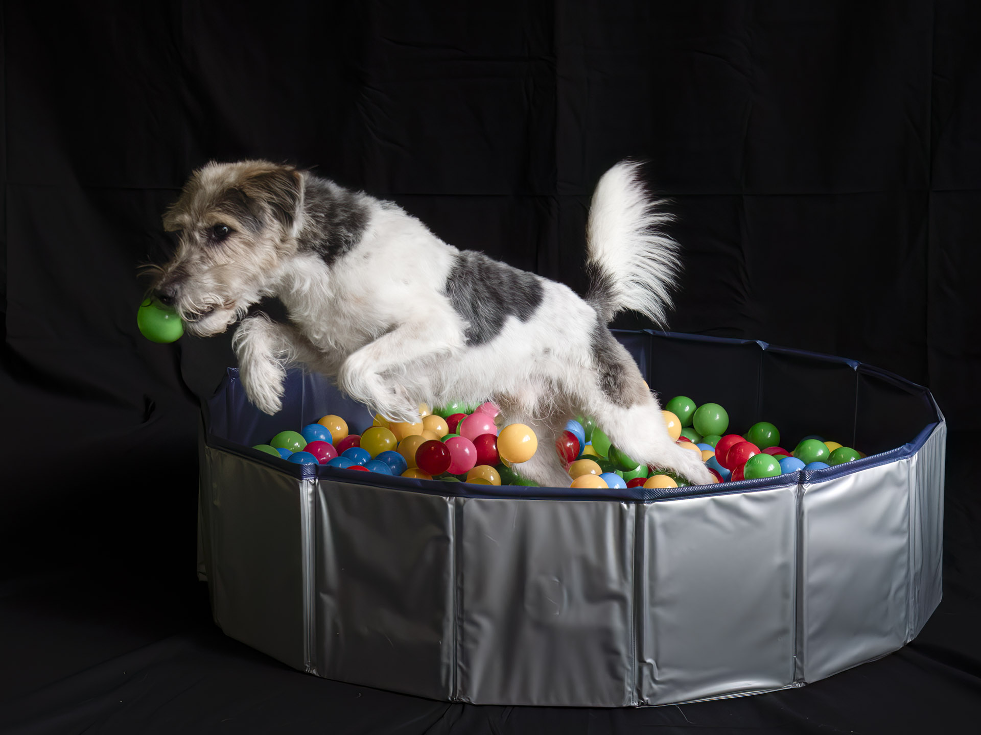 Camiro in Aktion im "Ballenbad"