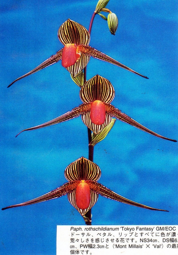 Paph.rothschildianum'Tokyo Fantasy'GM/EOC - (株)東京
