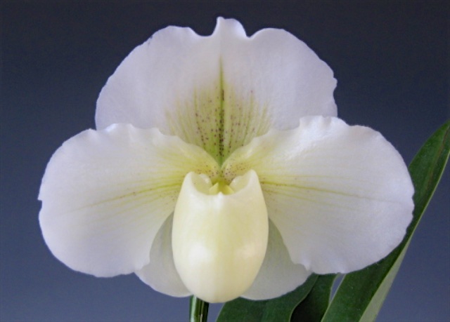 ウィークエンド・オークション - (株)東京オーキット・ナーセリー