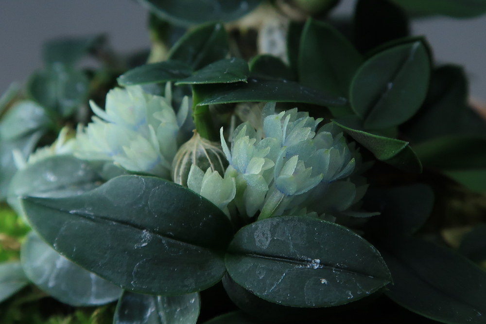 洋蘭原種］Den. sp. (Blue papua) 洋蘭原種 (187) 超希少種 幻の青い