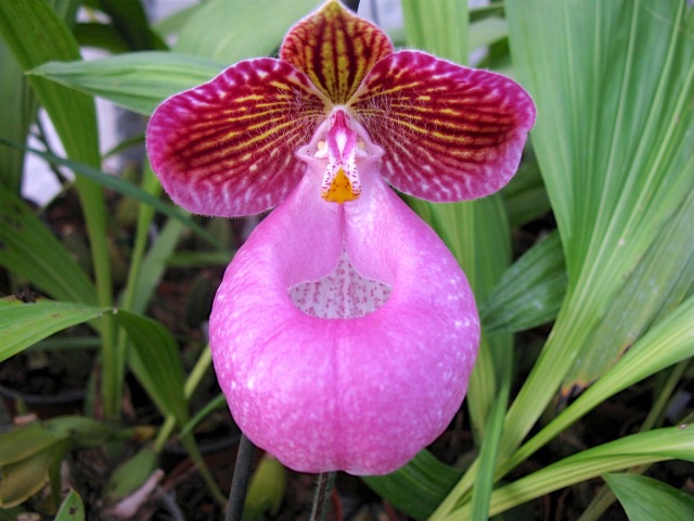 ウィークエンド・オークション - (株)東京オーキット・ナーセリー