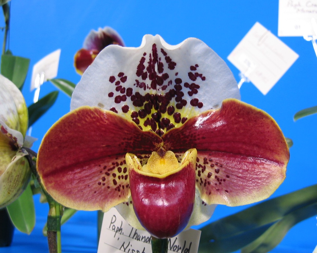 ウィークエンド・オークション - (株)東京オーキット・ナーセリー