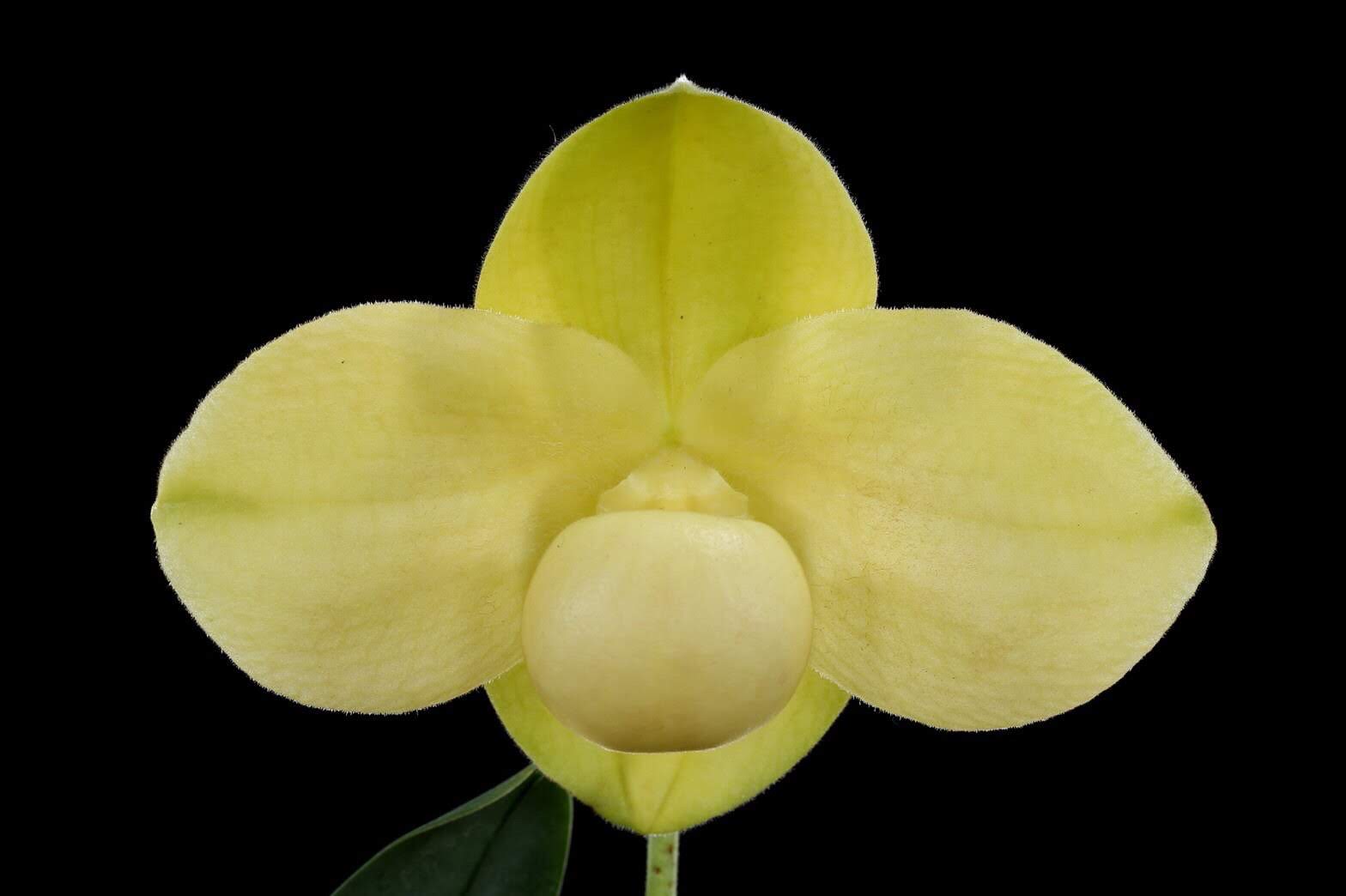 ウィークエンド・オークション - (株)東京オーキット・ナーセリー