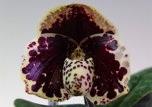 ウィークエンド・オークション - (株)東京オーキット・ナーセリー