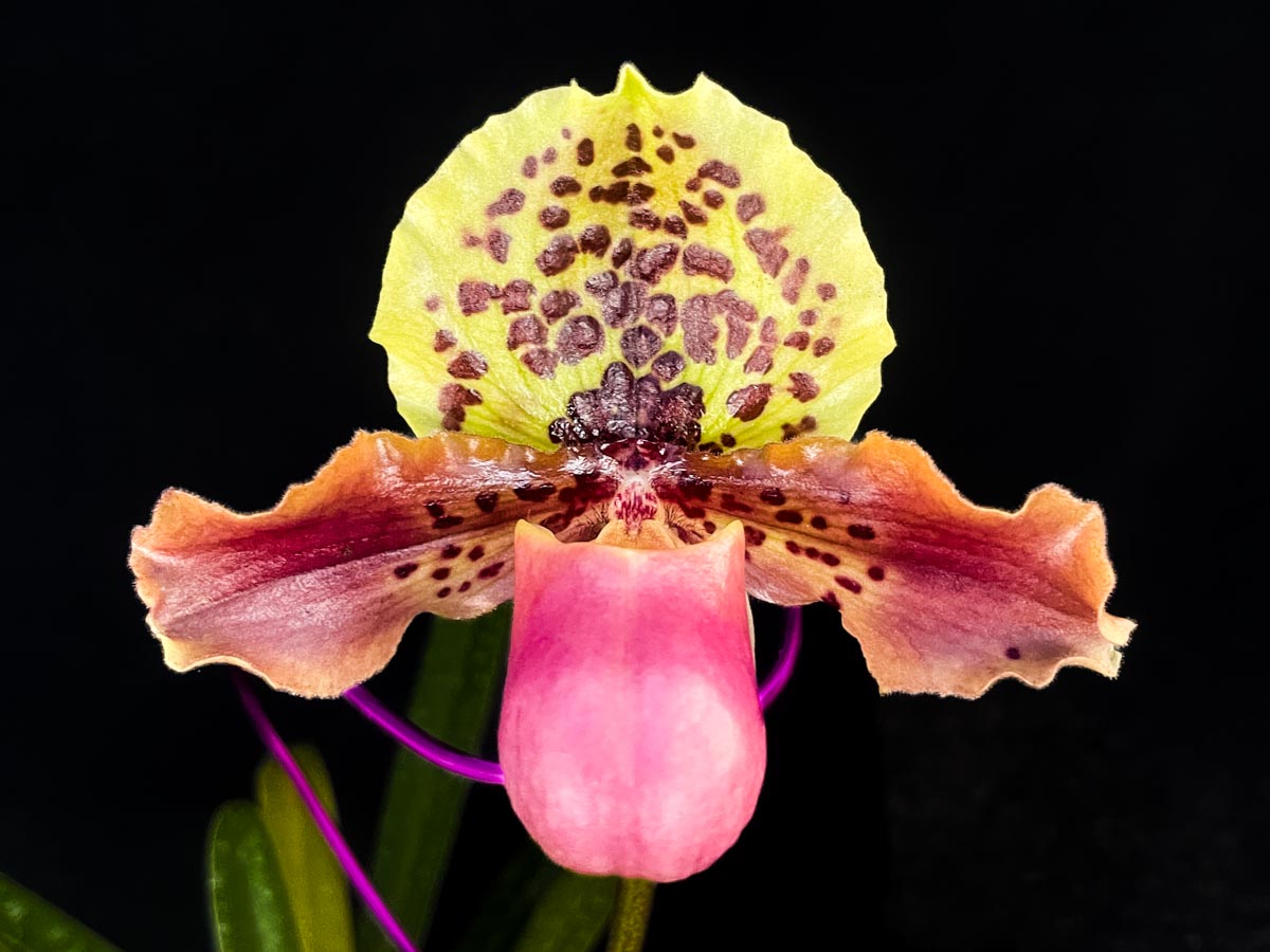 オープンハウス入賞花 その2 - (株)東京オーキット・ナーセリー