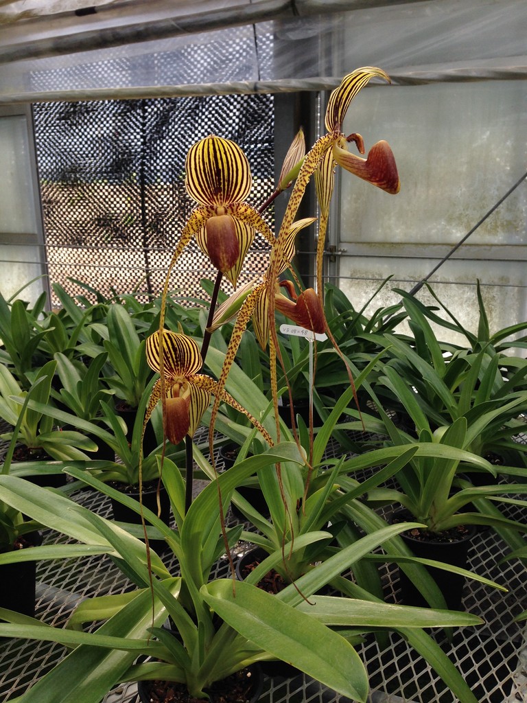 パセオフラメンコ 2011年4月号　b1 パセオフラメンコ 2011年4月号 b1 ANIF日本フラメンコ協会公式