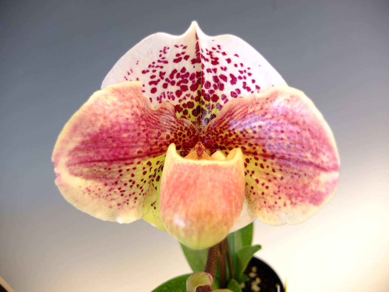 Paph.Pink Palace(Burham x Ice Castle)'556' - (株)東京オーキット
