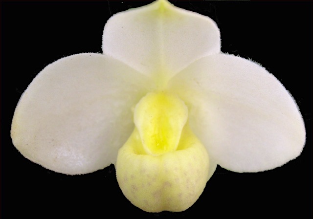 ウィークエンド・オークション - (株)東京オーキット・ナーセリー